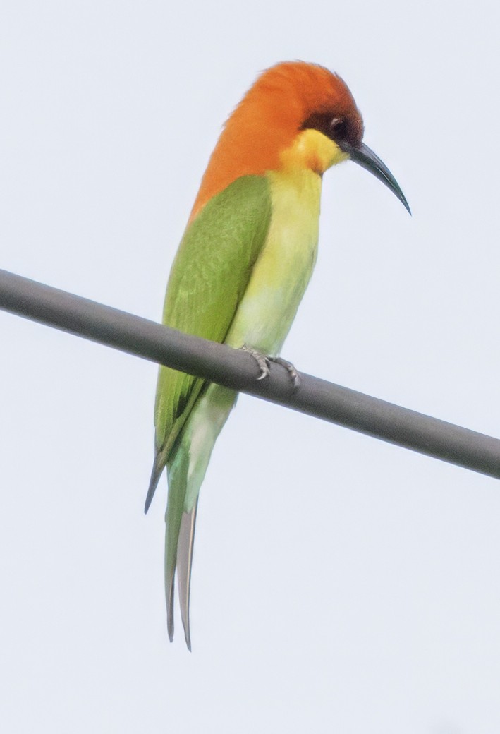 Chestnut-headed Bee-eater - ML628104514