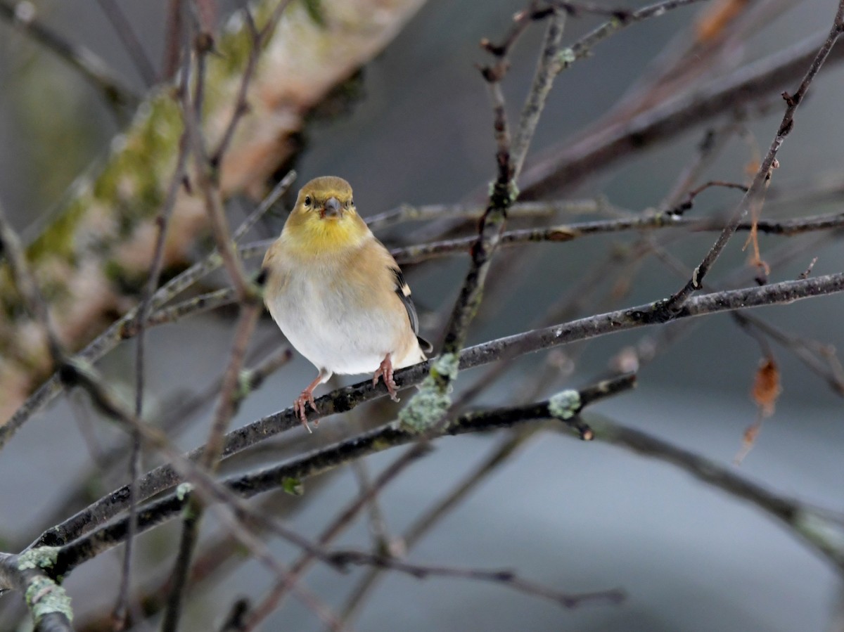 American Goldfinch - ML628104725