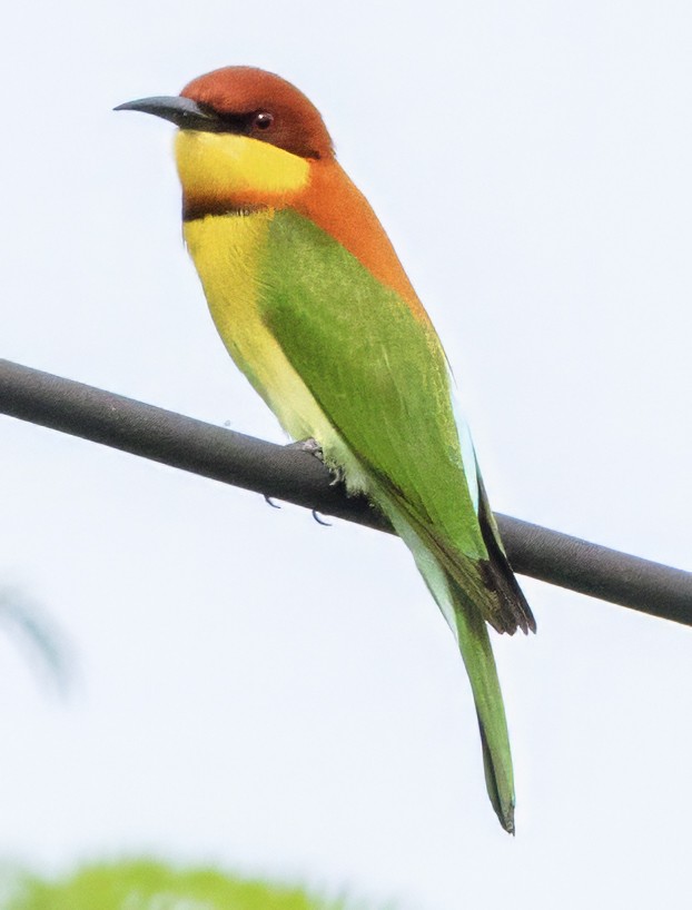 Chestnut-headed Bee-eater - ML628104890