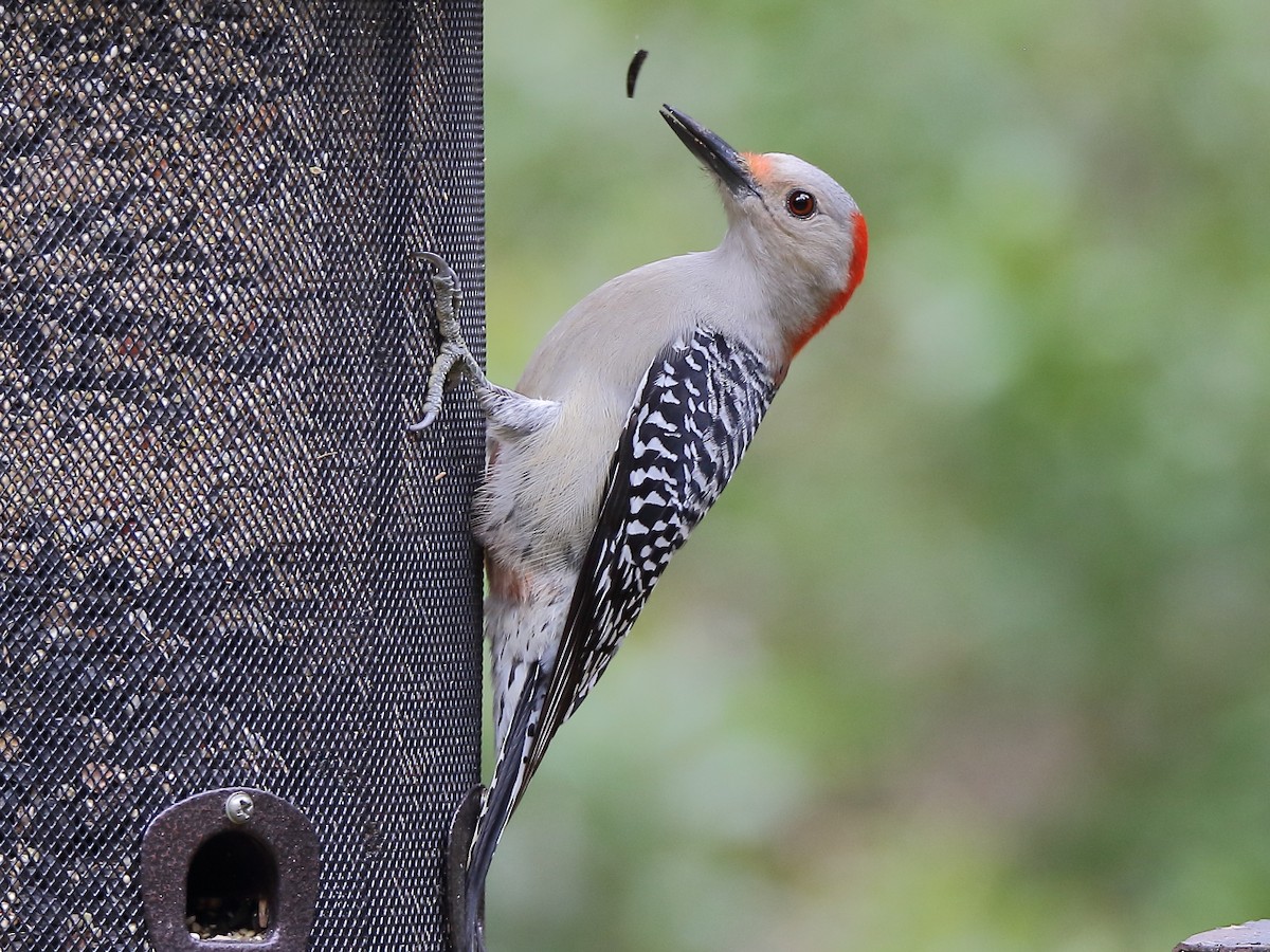 Red-bellied Woodpecker - ML628104919