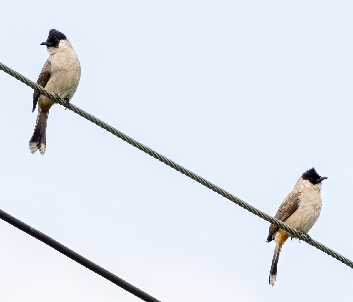 Sooty-headed Bulbul - ML628105033