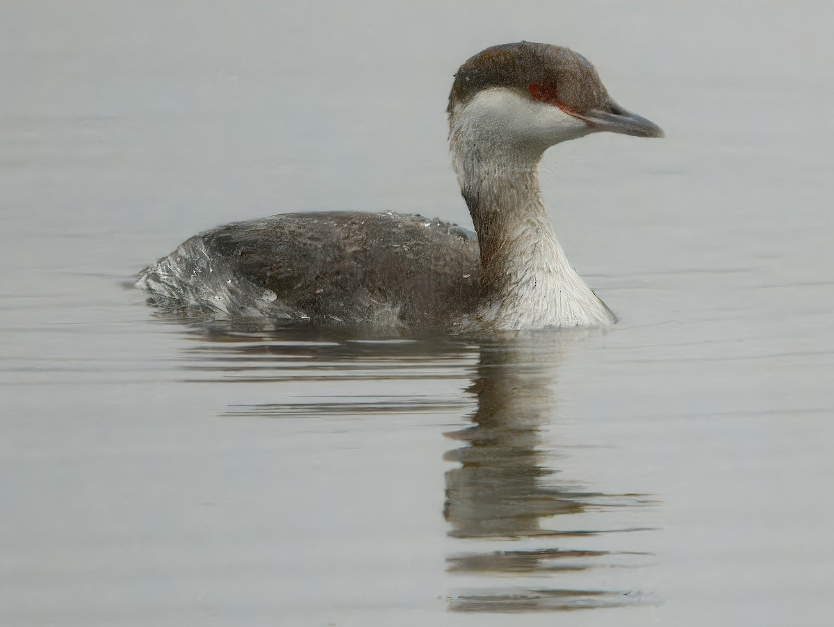 Horned Grebe - ML628105055