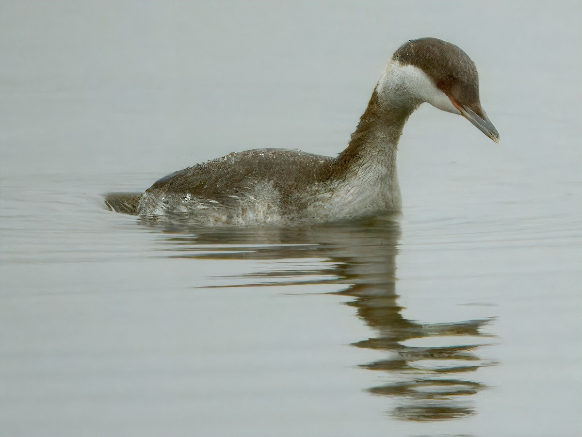 Horned Grebe - ML628105057