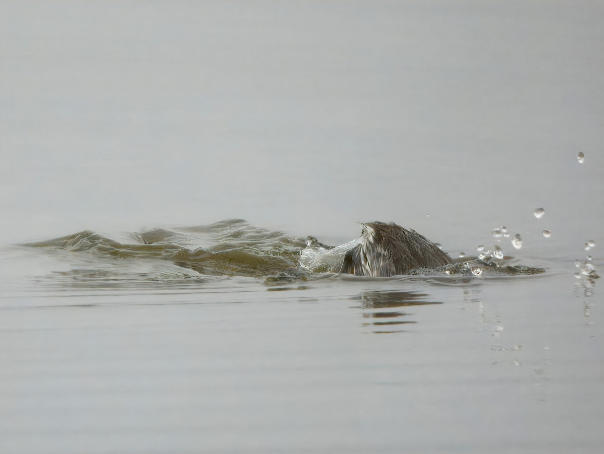 Horned Grebe - ML628105072