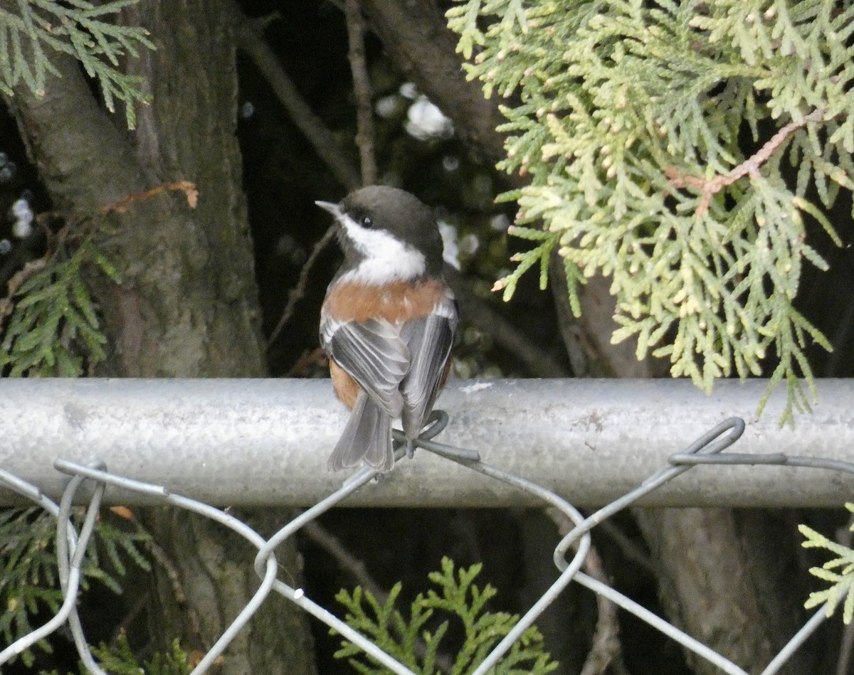Chestnut-backed Chickadee - ML628105170