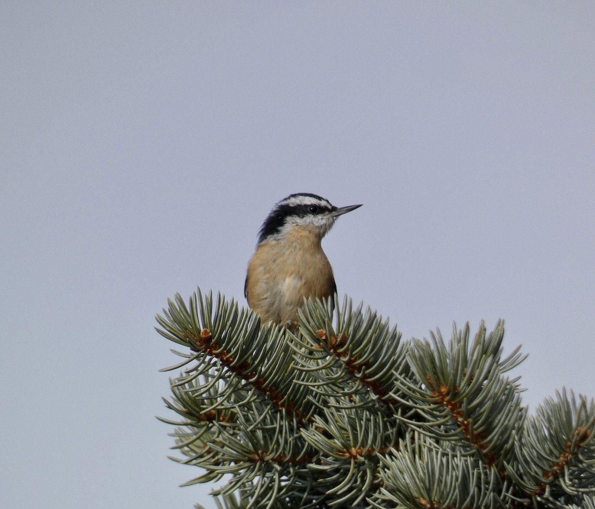 Red-breasted Nuthatch - ML628105182