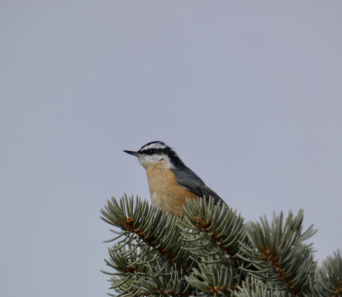 Red-breasted Nuthatch - ML628105183