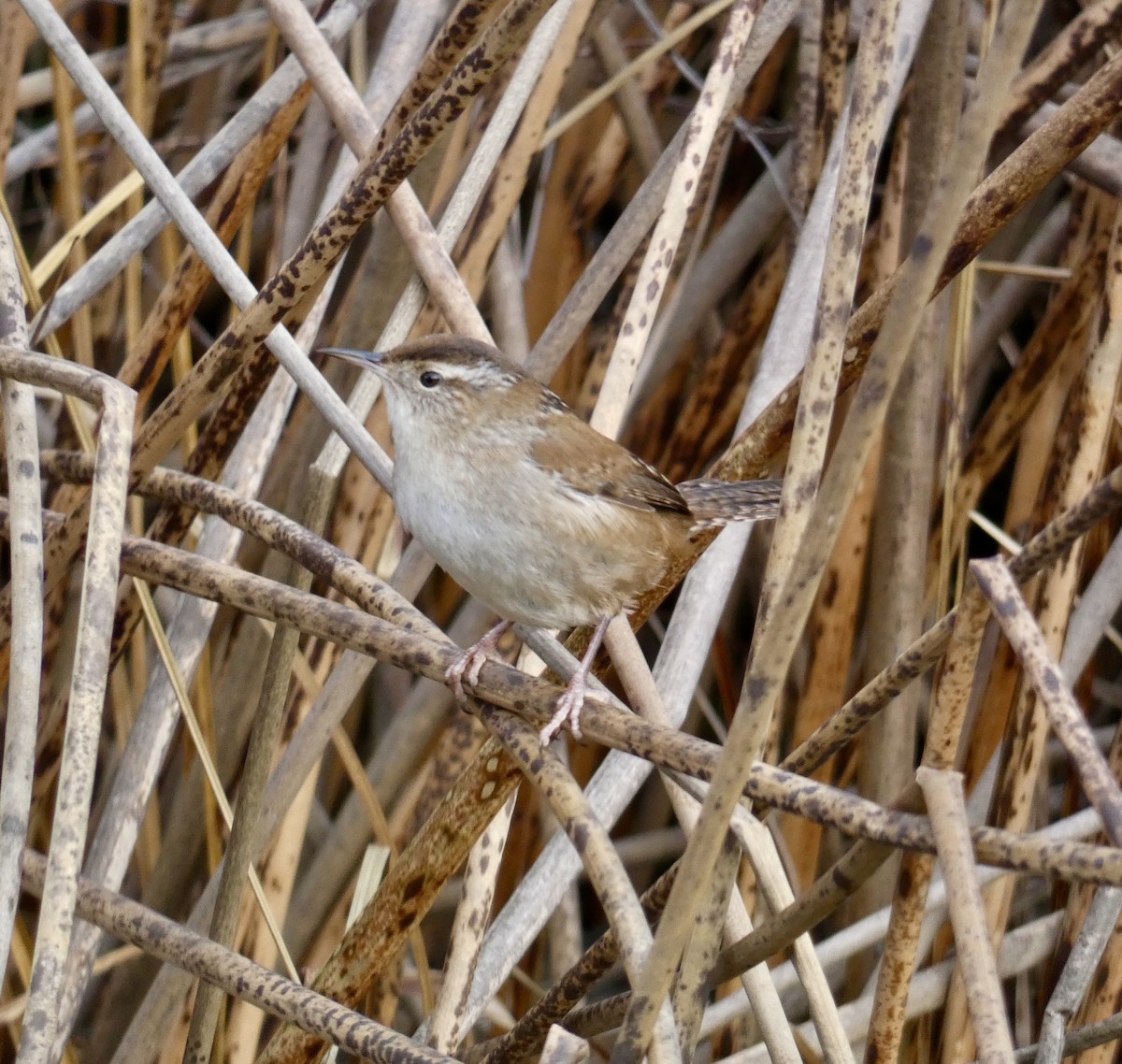 Marsh Wren - ML628105200