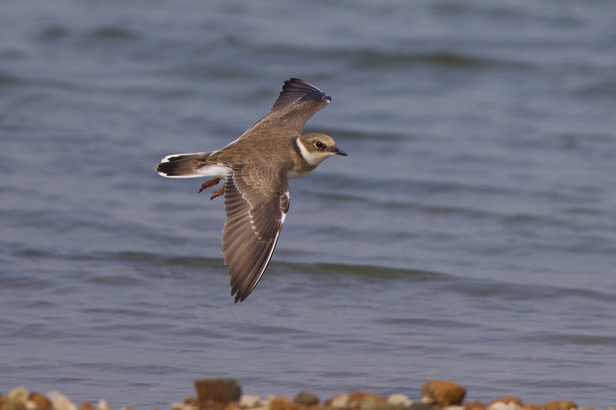 Little Ringed Plover - ML628105209