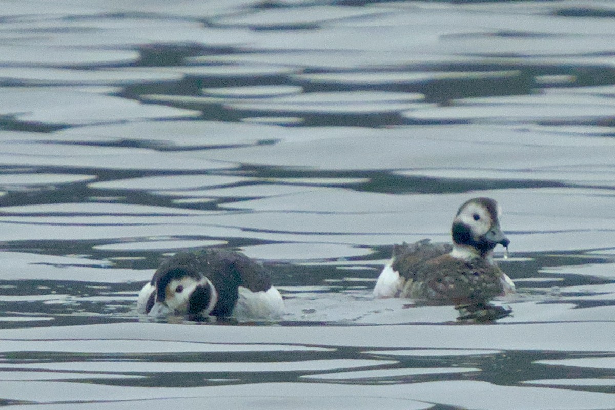 Long-tailed Duck - ML628105216