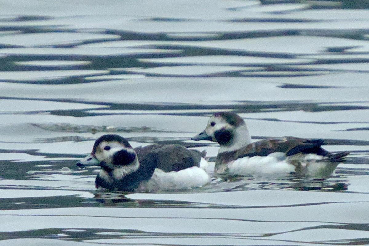 Long-tailed Duck - ML628105217