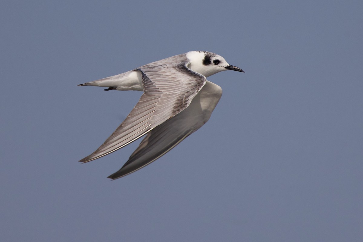 White-winged Tern - ML628105227