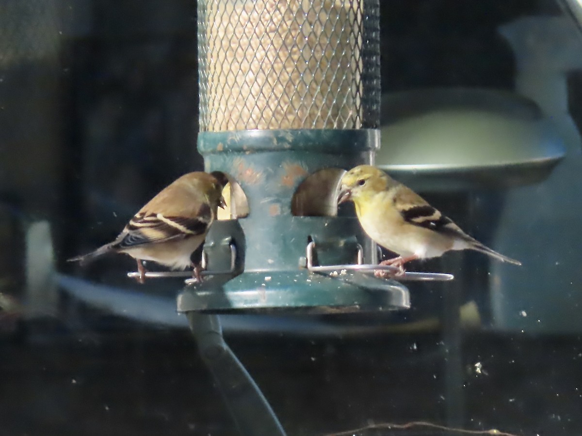 American Goldfinch - ML628105294