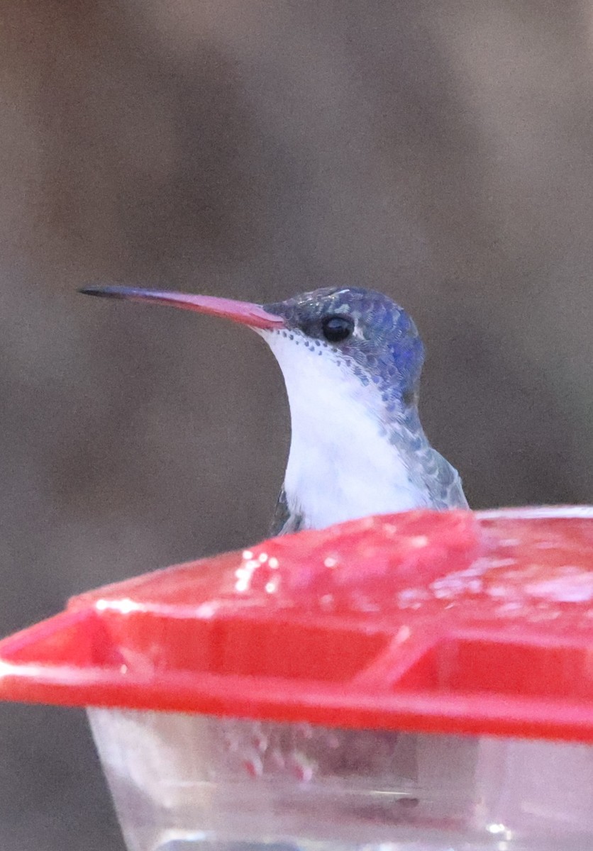 Violet-crowned Hummingbird - ML628105333