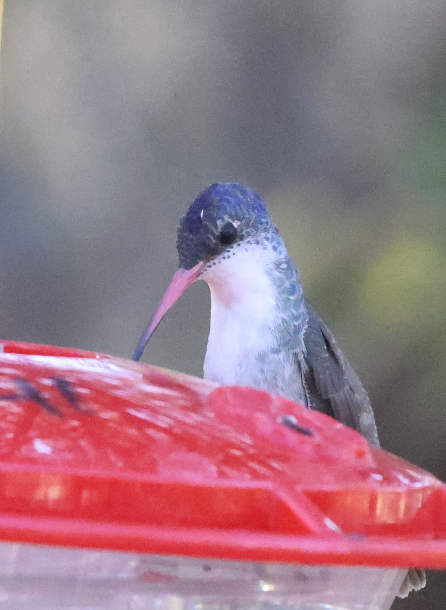 Violet-crowned Hummingbird - ML628105334