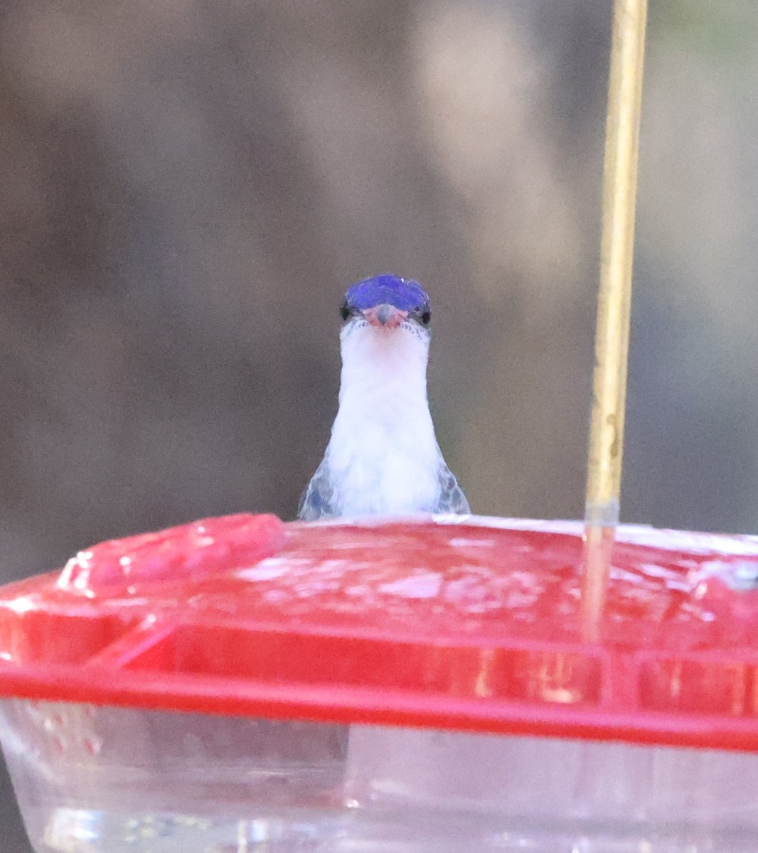 Violet-crowned Hummingbird - ML628105335