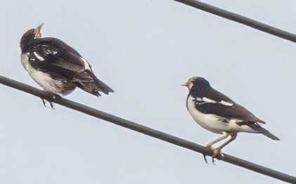 Siamese Pied Starling - ML628105347