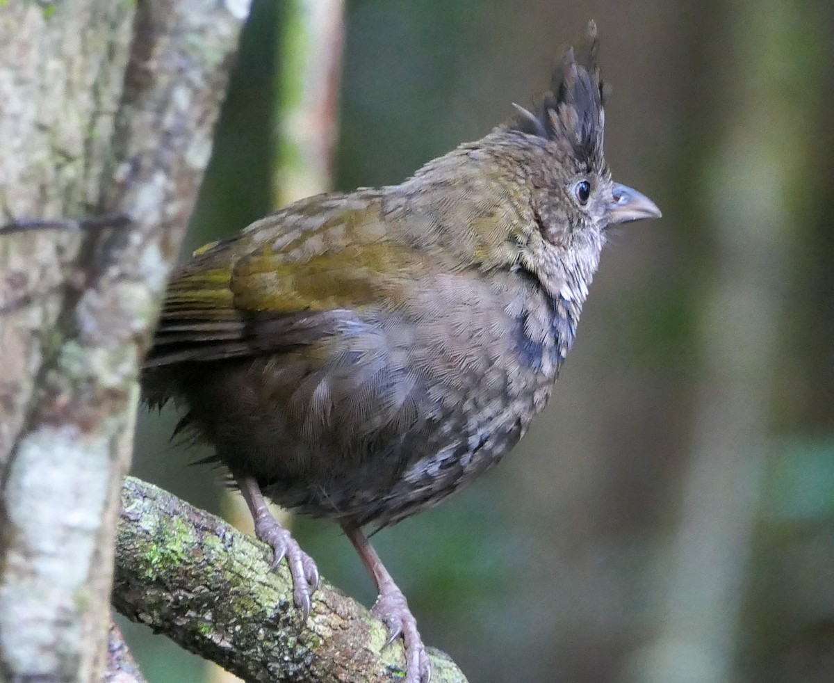 Eastern Whipbird - ML628105352