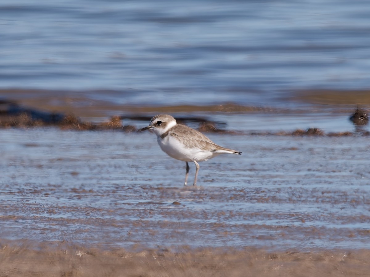 Snowy Plover - ML628105376