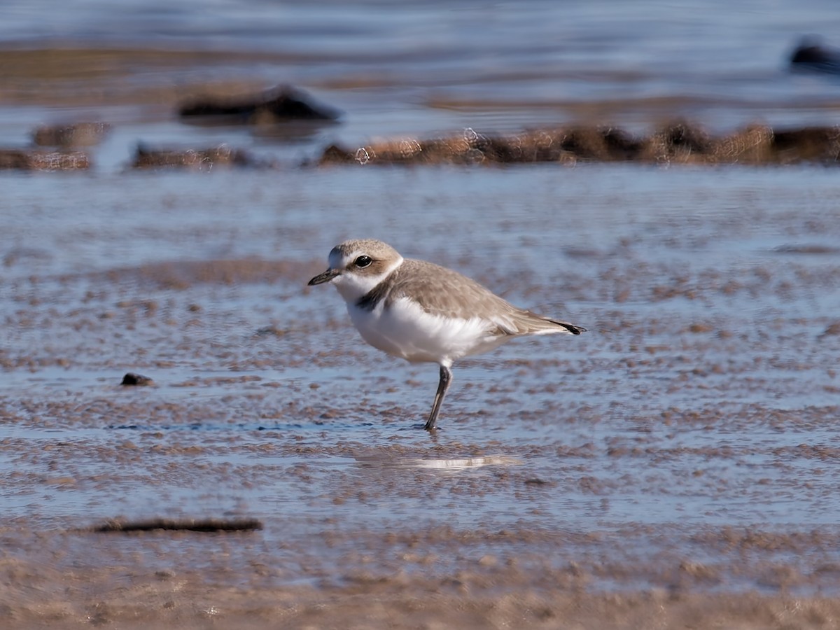 Snowy Plover - ML628105377