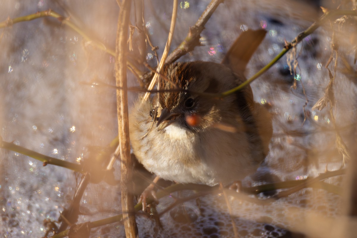 Swamp Sparrow - ML628105437