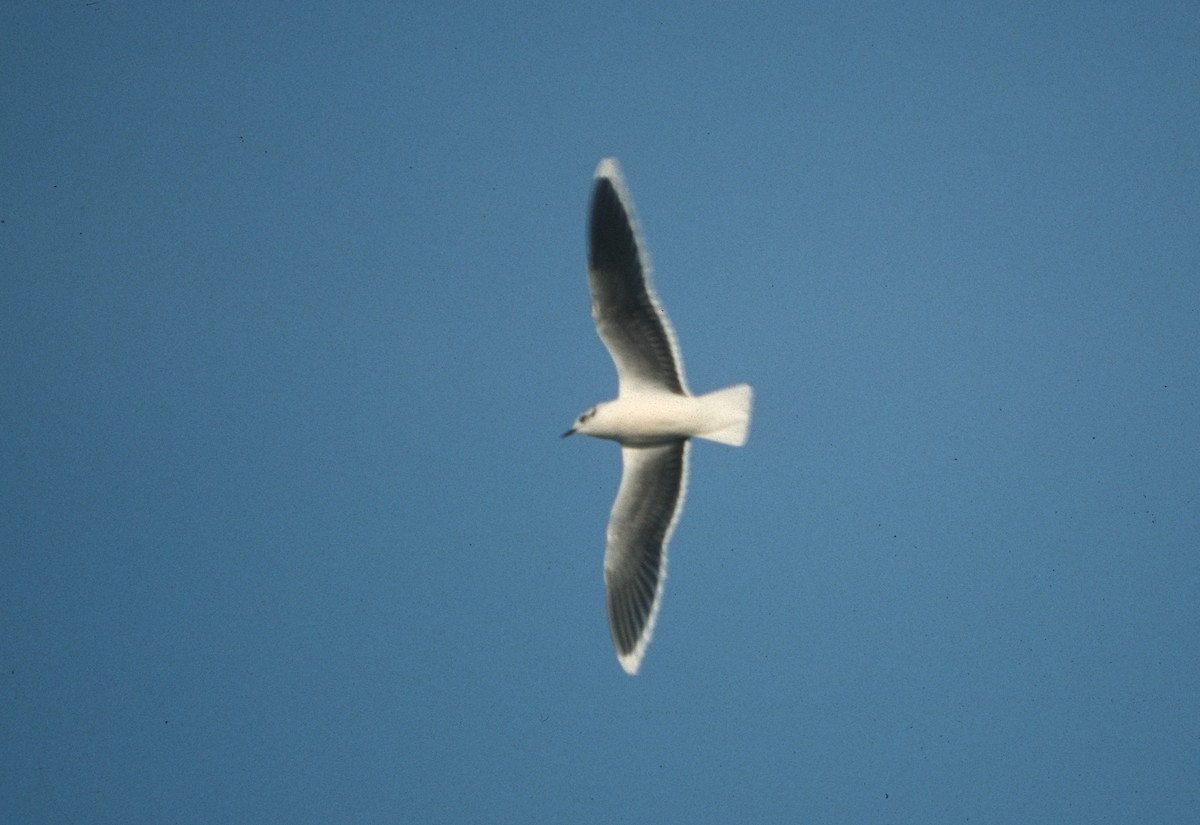 Little Gull - ML628105464