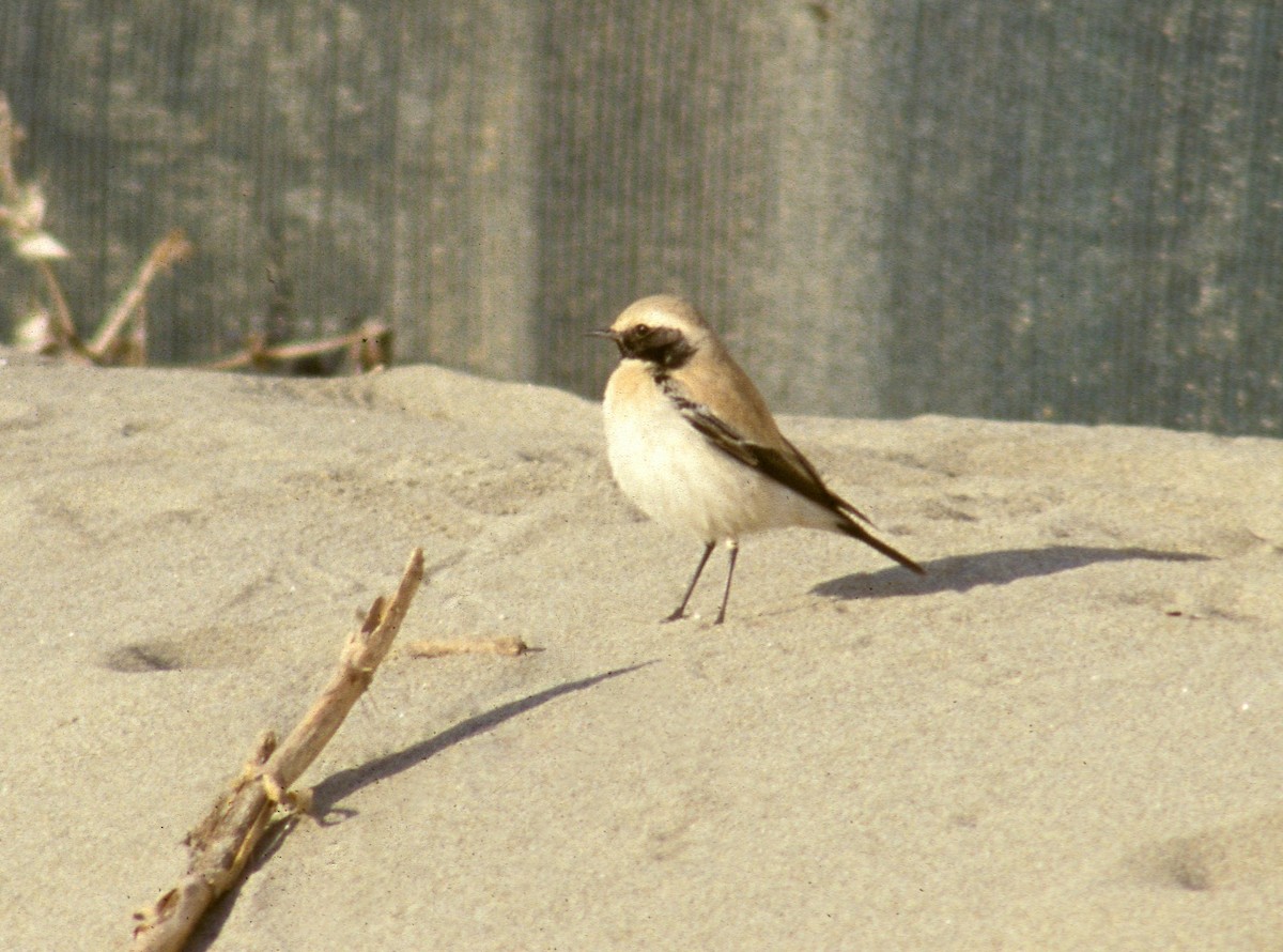 Desert Wheatear - ML628105520