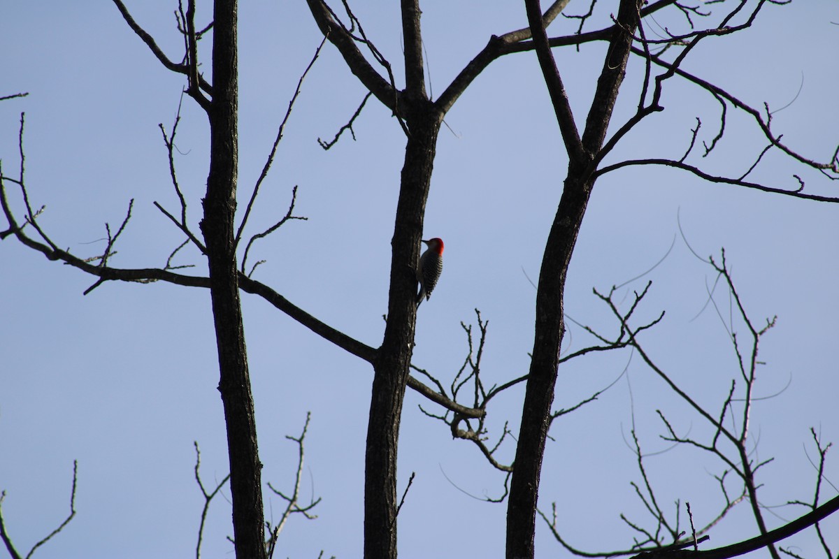 Red-bellied Woodpecker - ML628105538