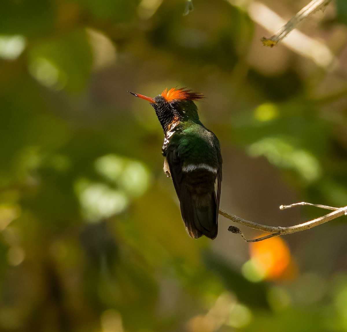 Frilled Coquette - ML628105559