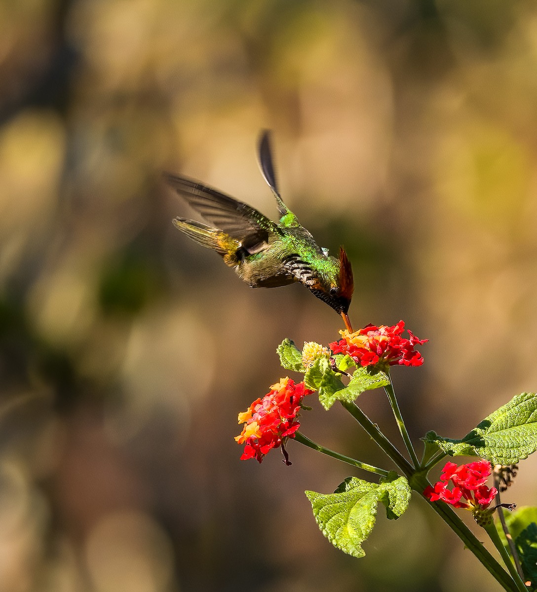 Frilled Coquette - ML628105560