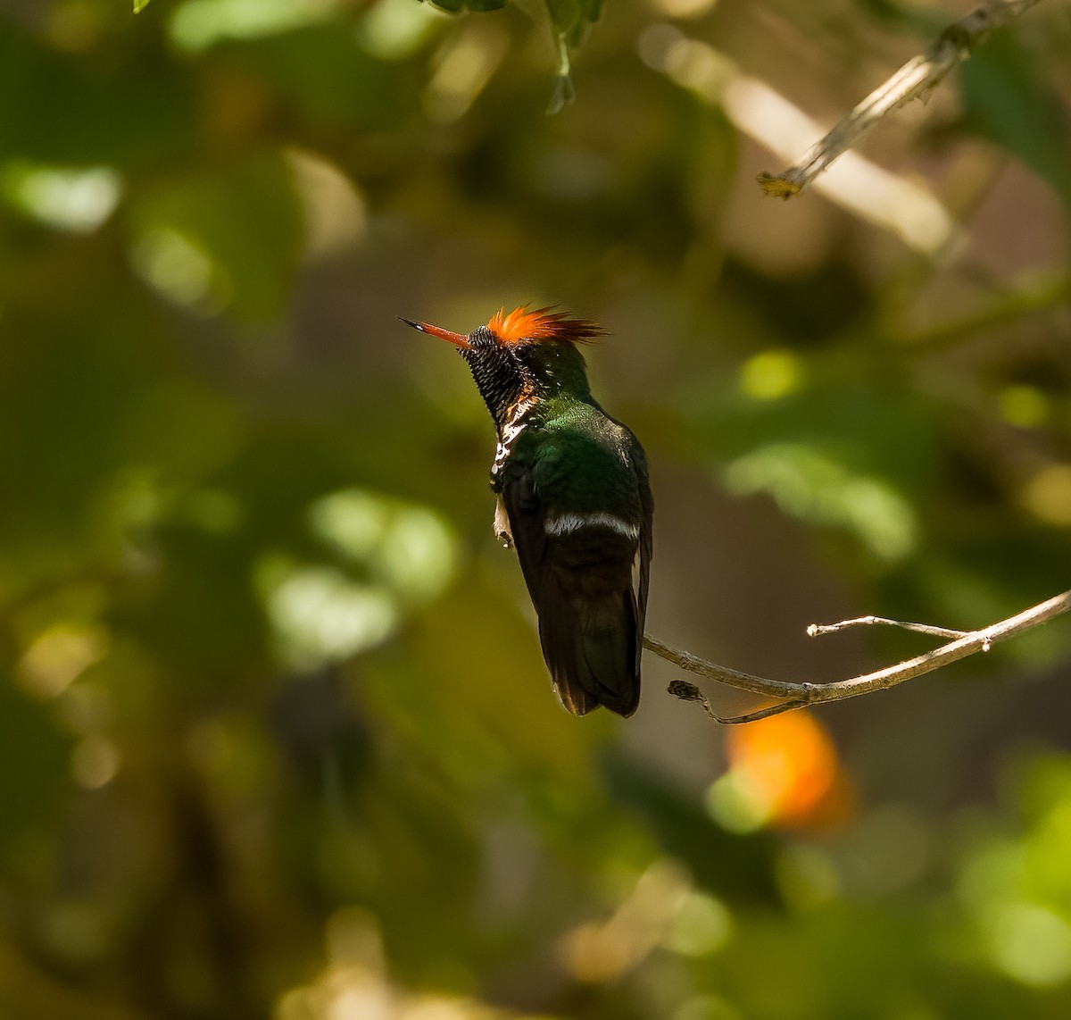 Frilled Coquette - ML628105561