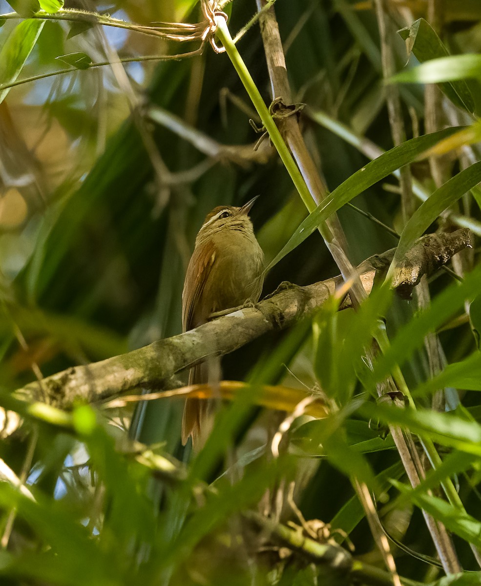 Pallid Spinetail - ML628105571