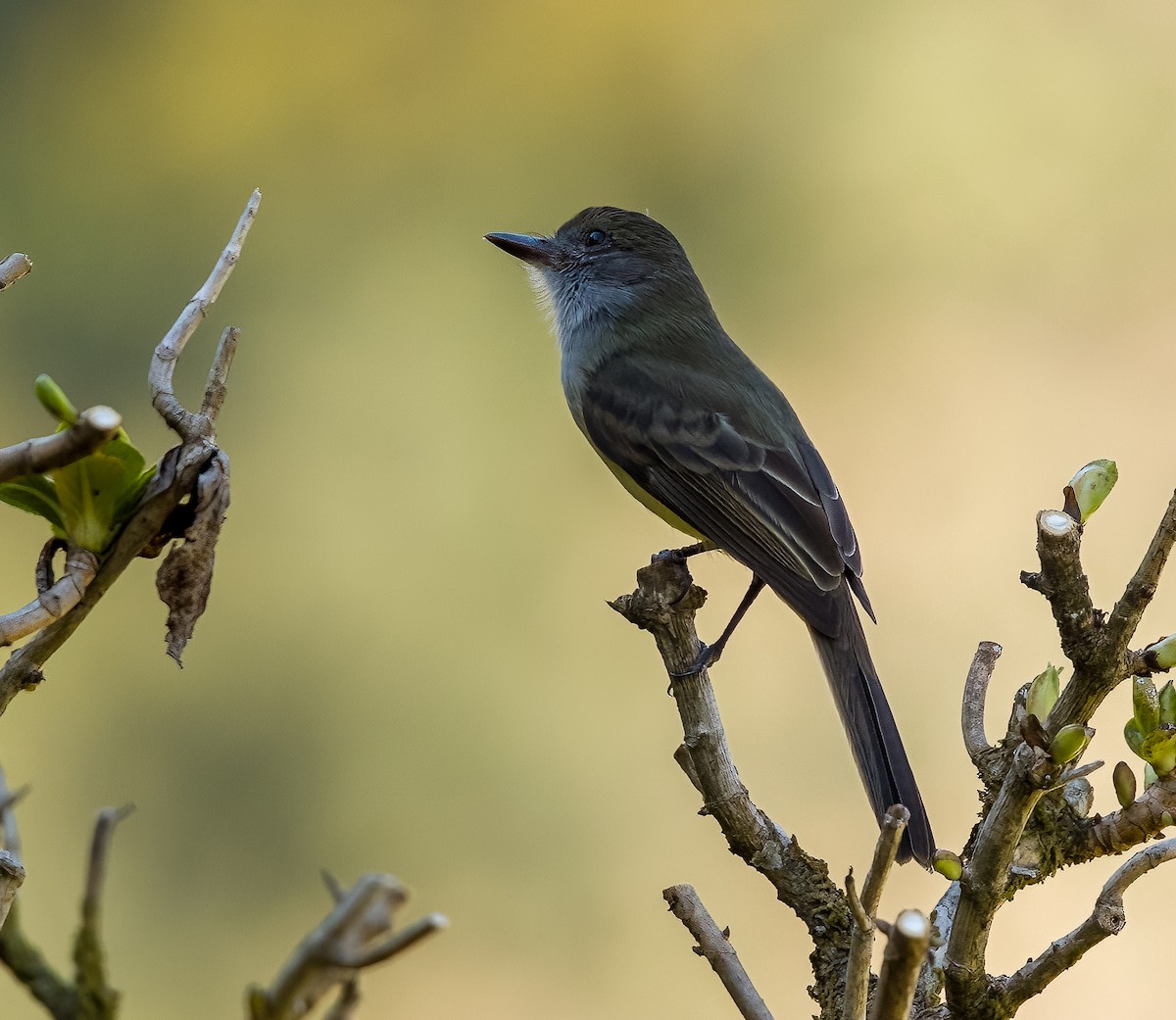 Dusky-capped Flycatcher - ML628105573