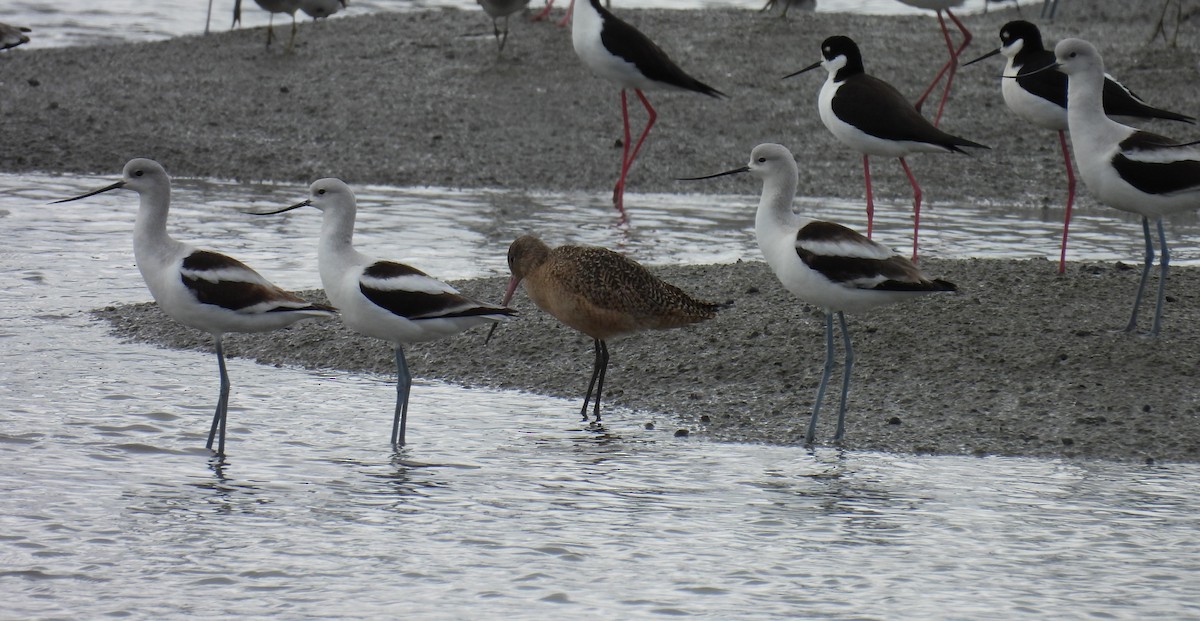 Marbled Godwit - ML628105657