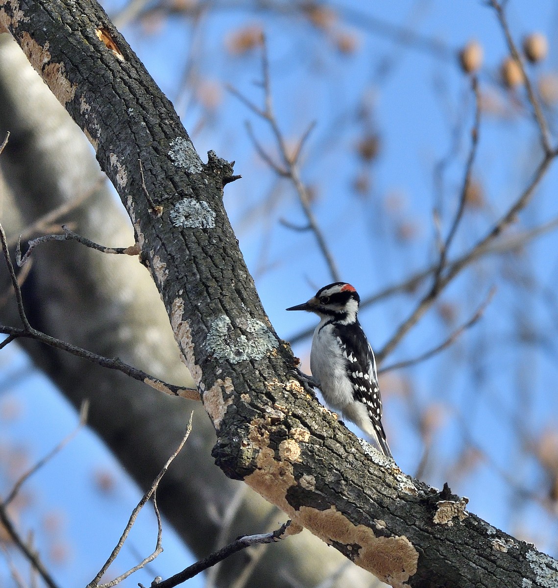 Hairy Woodpecker - ML628105658