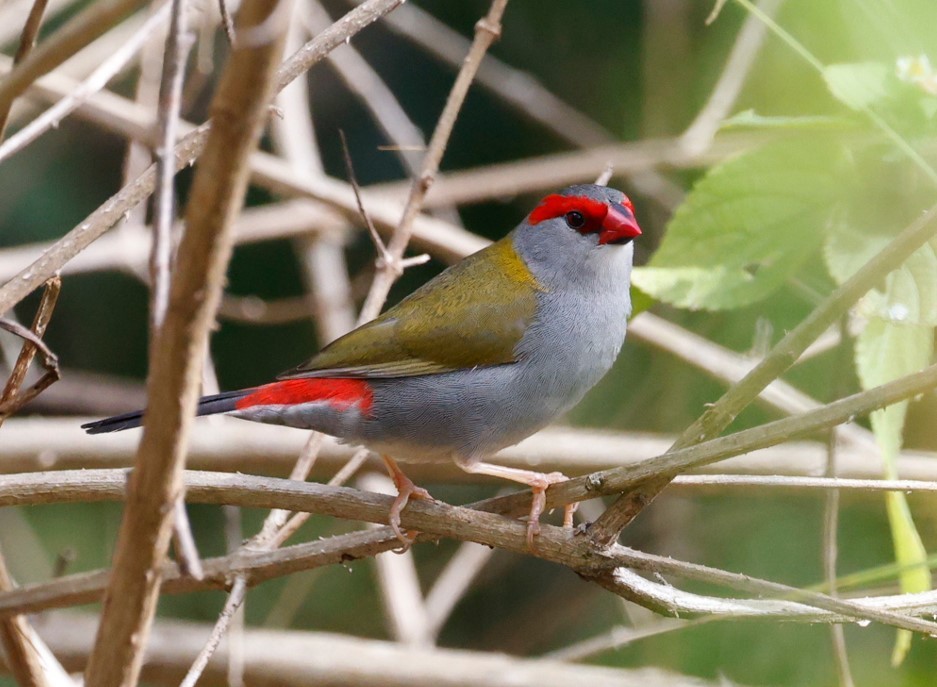 Red-browed Firetail - ML628105674