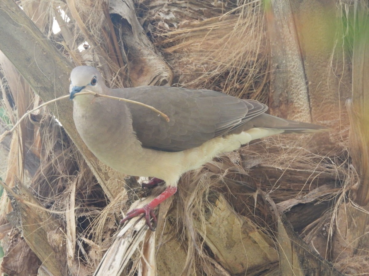 White-tipped Dove - Julie Gorka