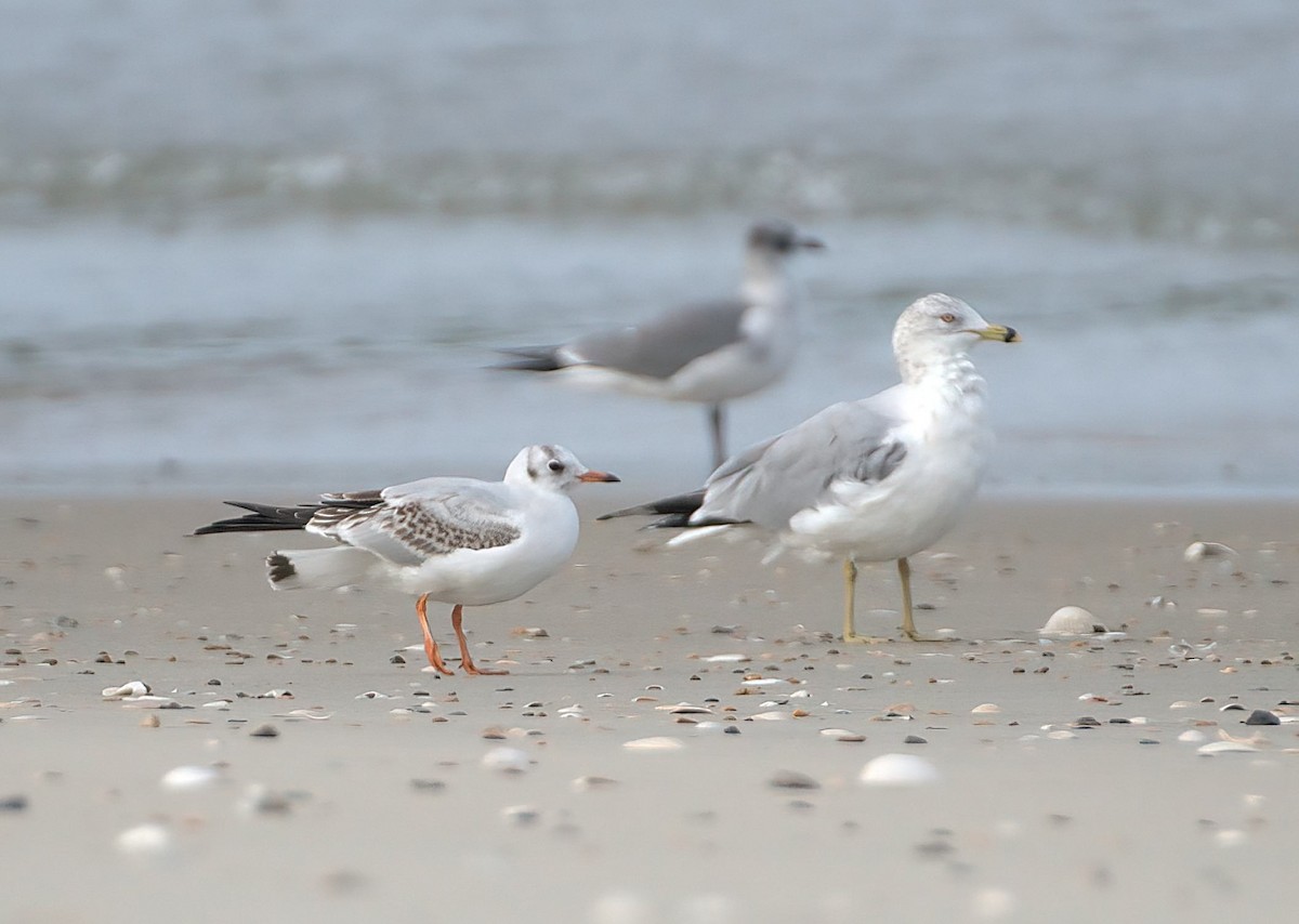 Gaviota Reidora - ML628105730