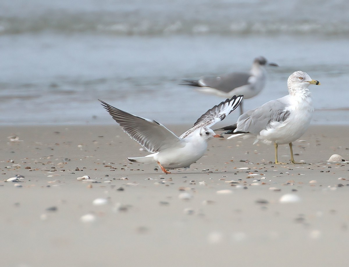 Gaviota Reidora - ML628105739