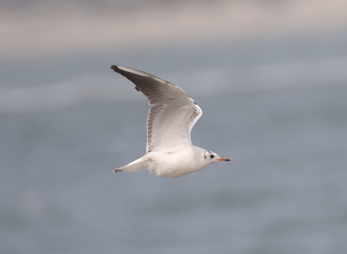 Gaviota Reidora - ML628105741