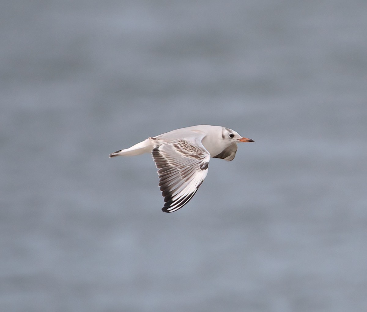 Gaviota Reidora - ML628105747