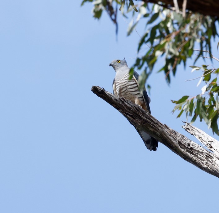 Pacific Baza - ML628105828