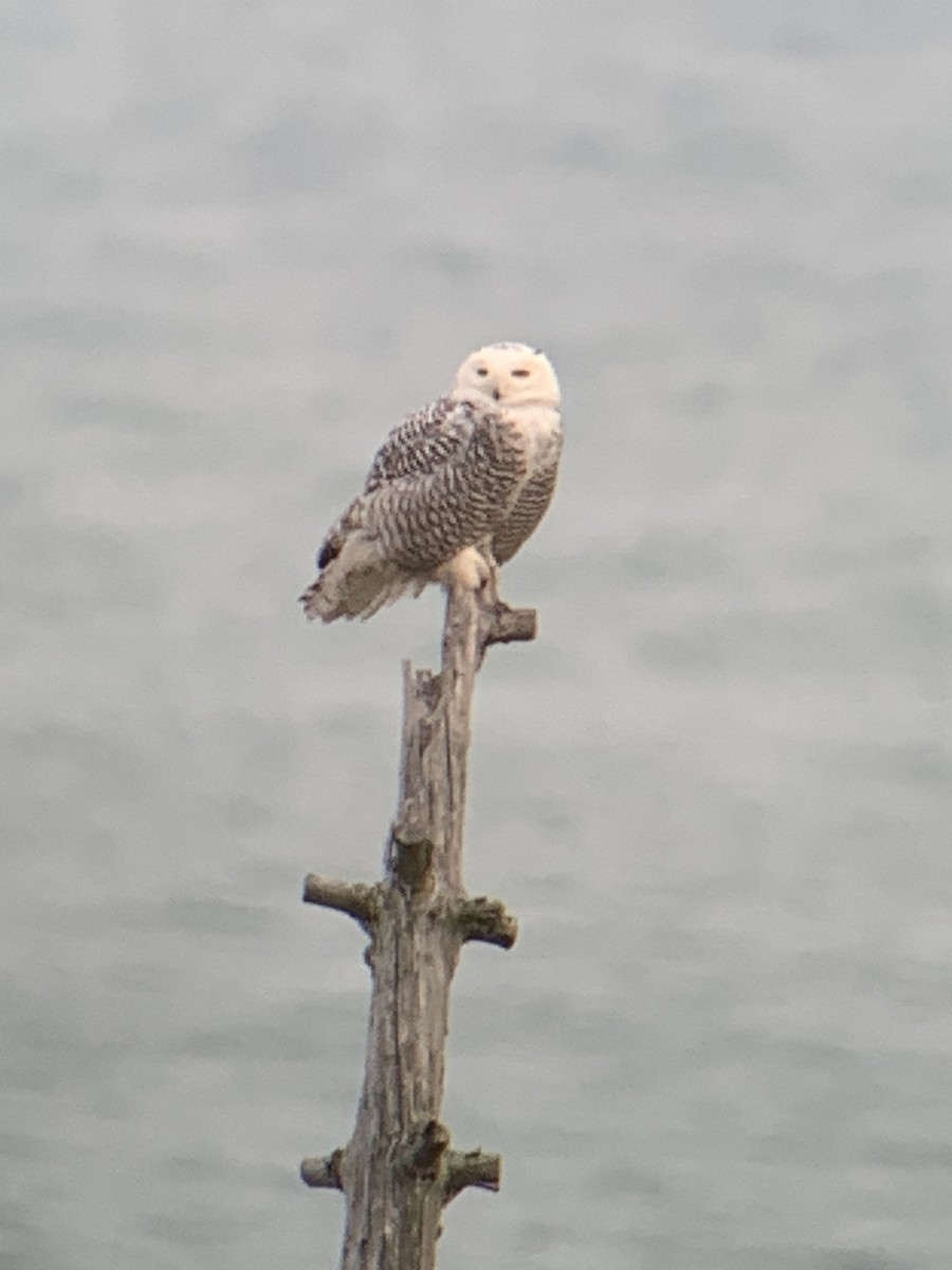 Snowy Owl - ML628105829