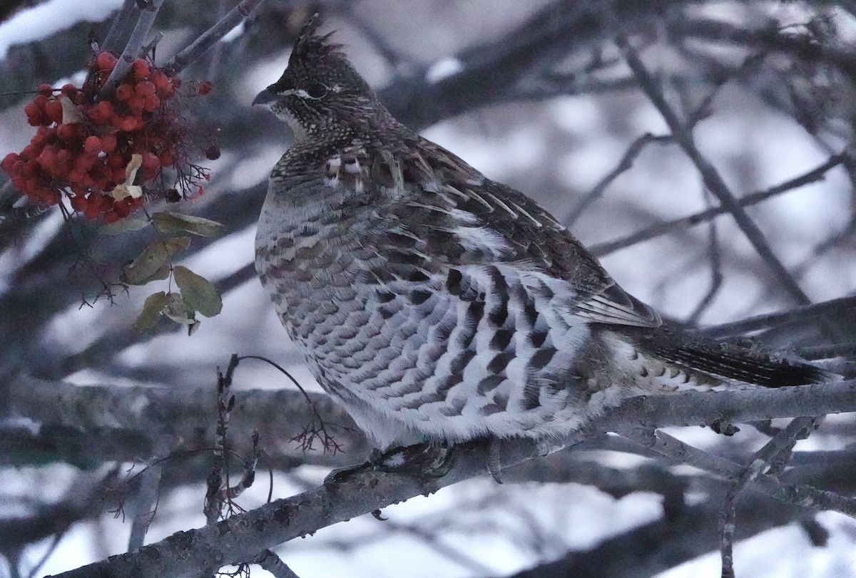 Ruffed Grouse - ML628105882