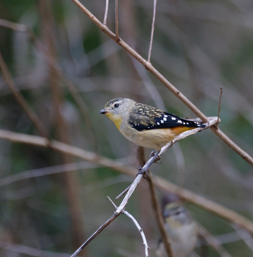 Spotted Pardalote - ML628105890