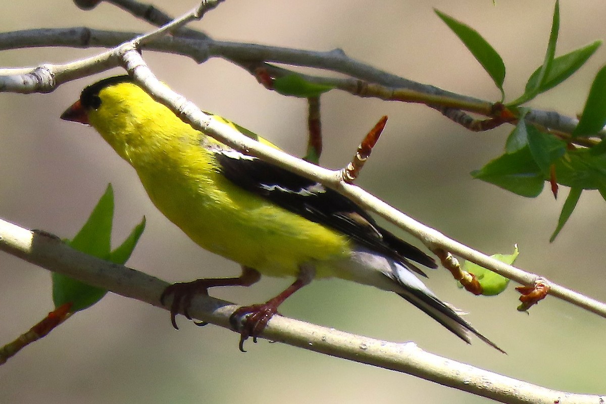 American Goldfinch - ML628105906