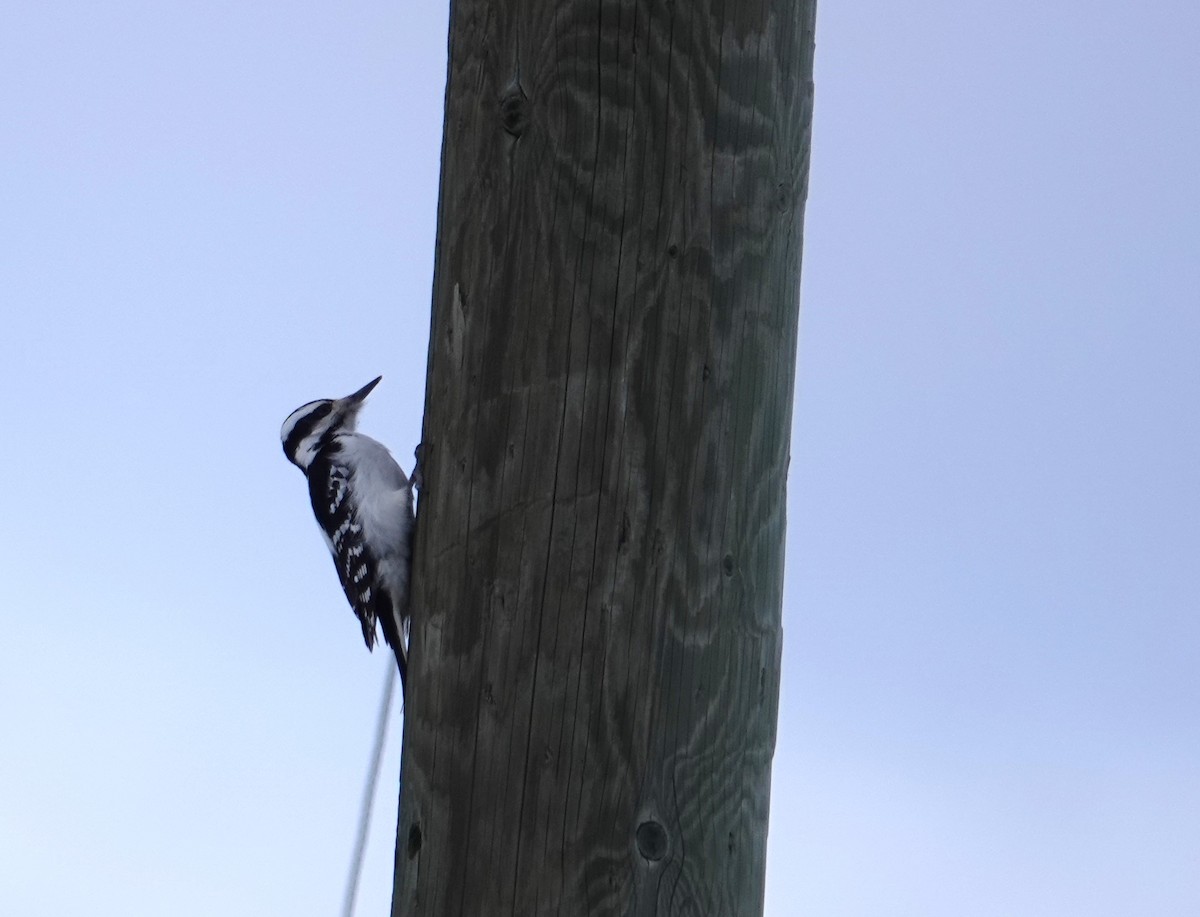 Hairy Woodpecker - ML628105912