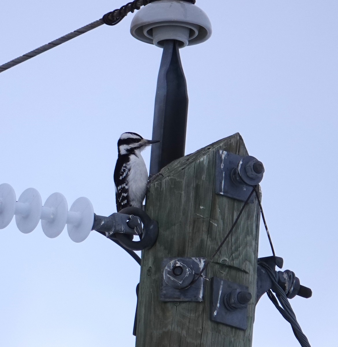 Hairy Woodpecker - ML628105914