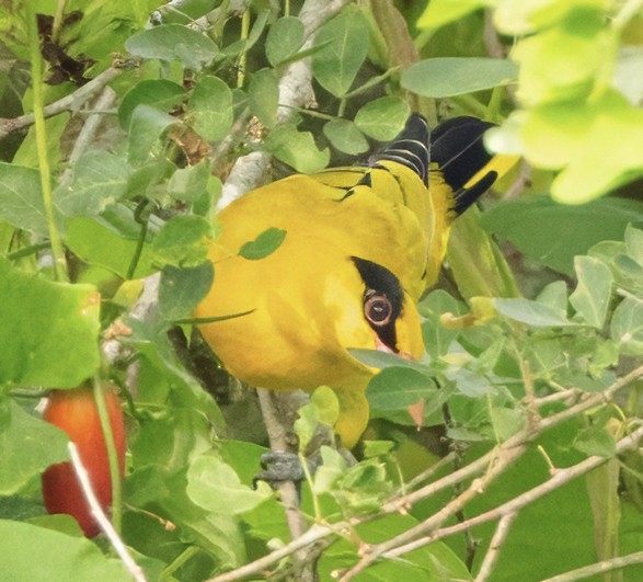 Black-naped Oriole - ML628105921