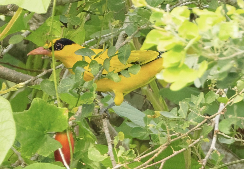 Black-naped Oriole - ML628105922